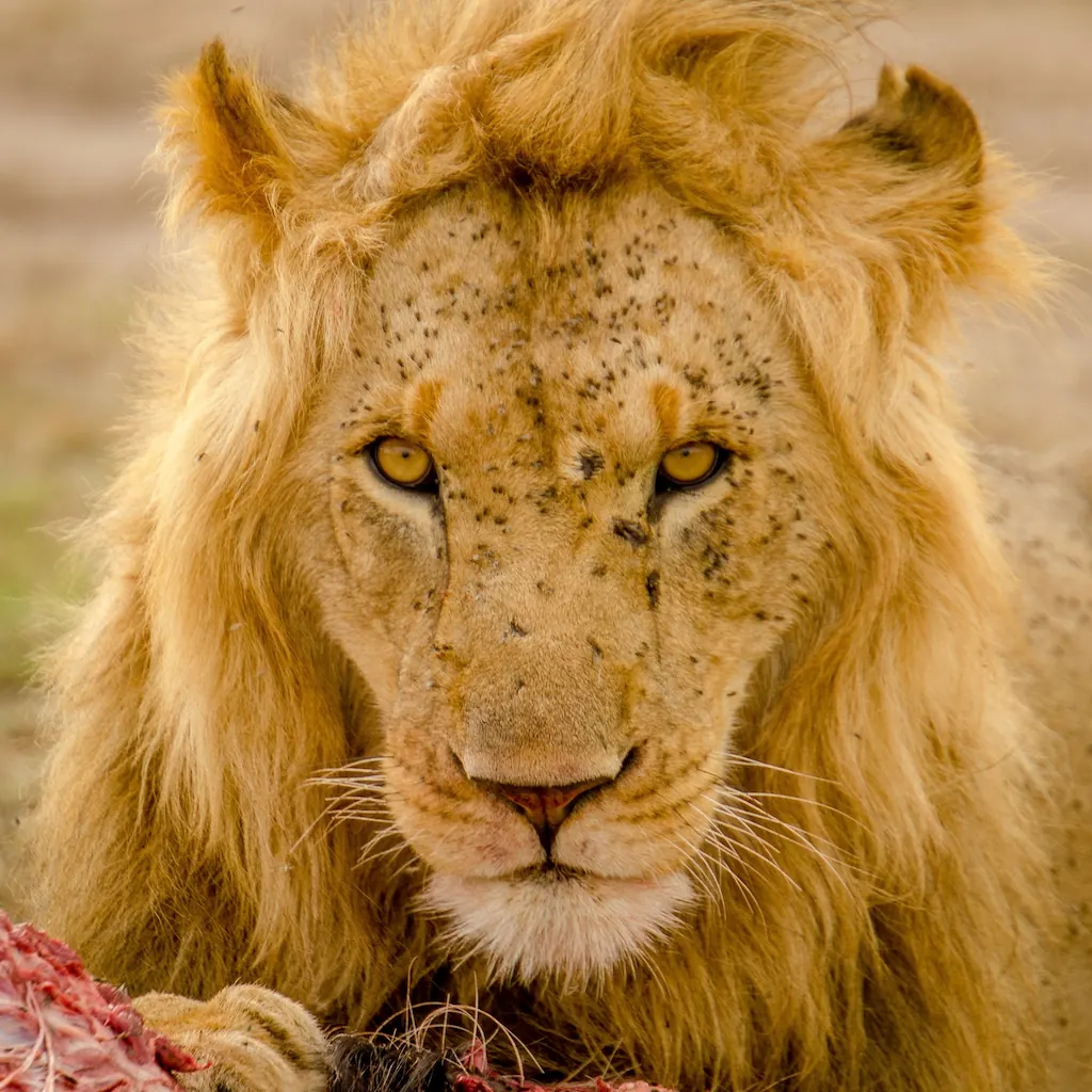 A male lion covered in flies looking directly into the camera